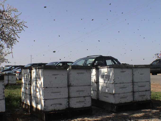 McLane Pacific Bee Hives