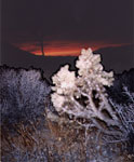 Cactus sunset :: Joshua Tree National Park