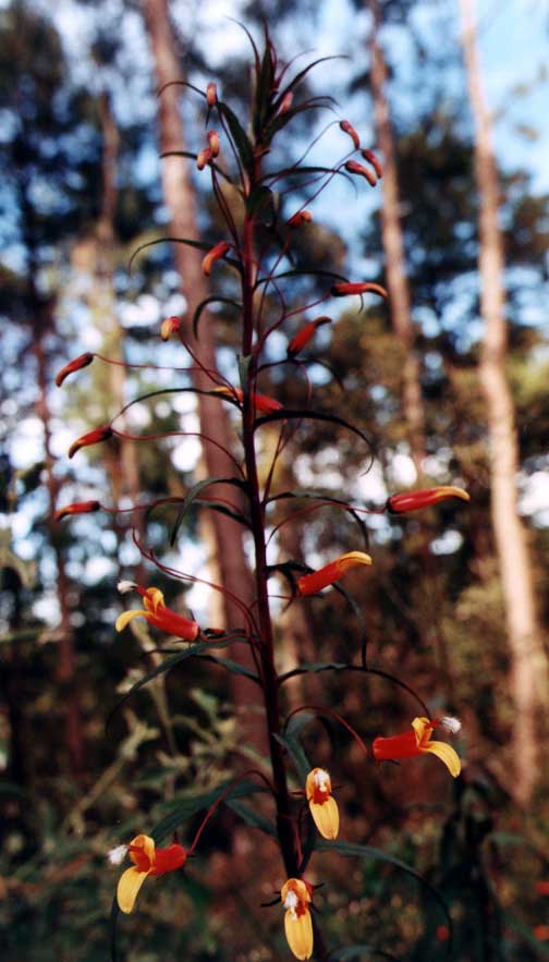 I spotted these red and yellow flowers during our mountain bike ride through the mountains outside of Oaxaca Mexico.  I have no idea what they are called.
