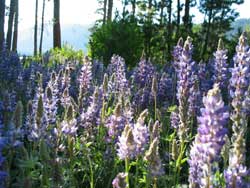 Donner Lake Purple Flowers and a Bee (click to expand 152kb)
