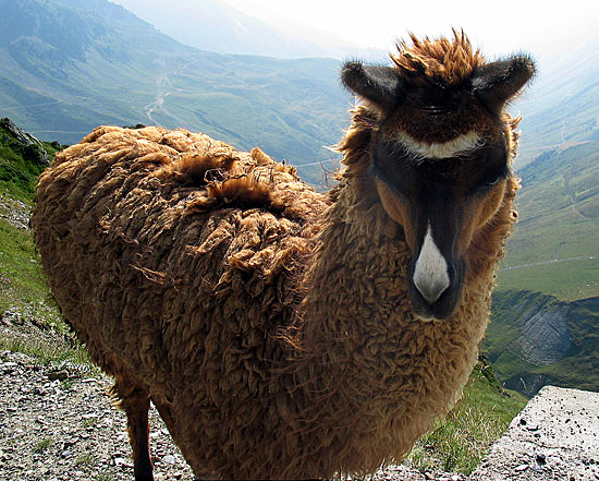 French Llama