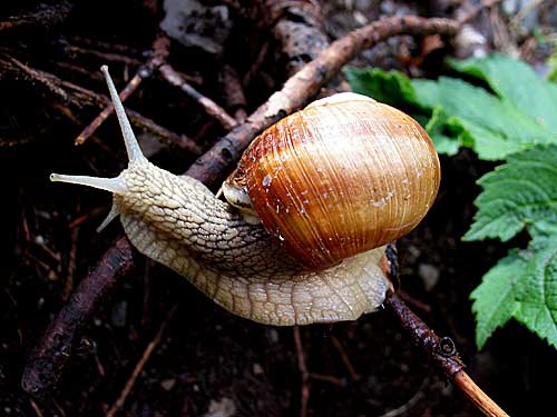 http://www.hanskellner.com/photos/2003/07/Snail_007.jpg