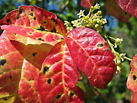 Western Poison Oak Photo Gallery (click to view)