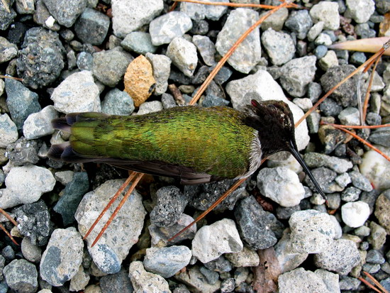 Little dead hummingbird.