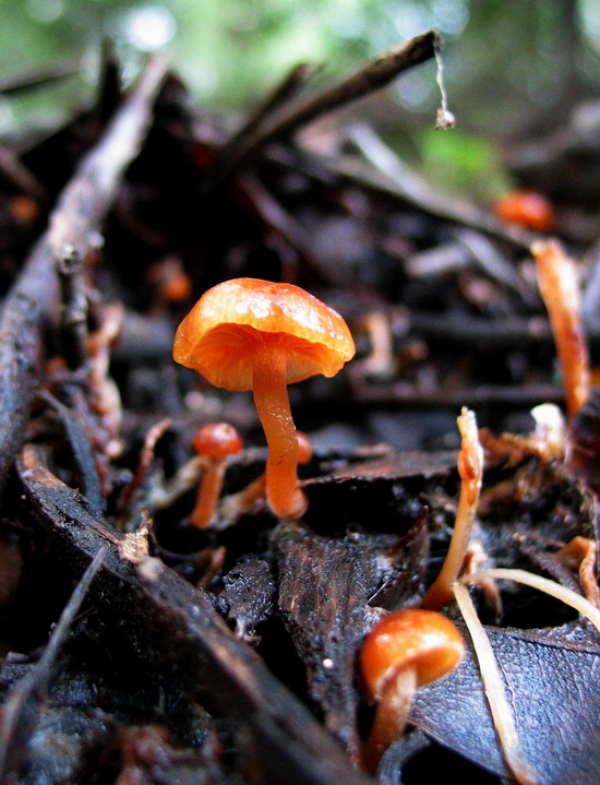 Little orange mushroom in the twigs.