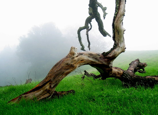 Twisted oak in the fog.