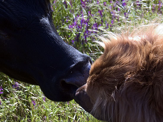 Cow Sniffs Hairy Dog