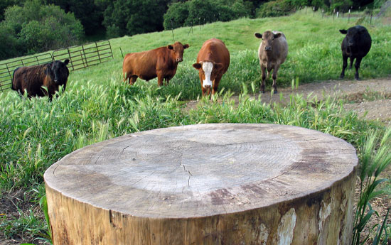 Cows coming to dinner