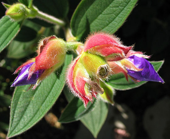 Furry Flower