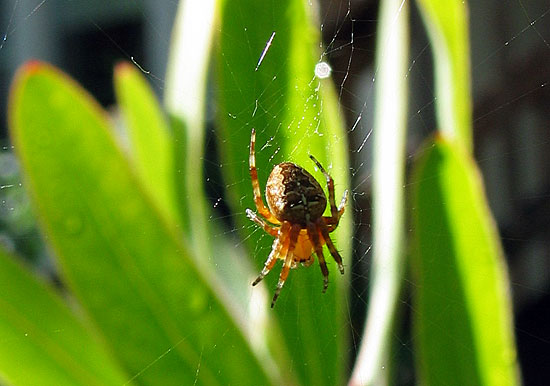 Garden Spider