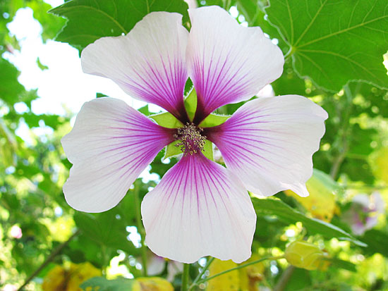 Purple White Flower Hans Kellner Dot Com