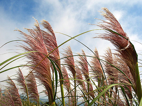 Point Isabel Grass
