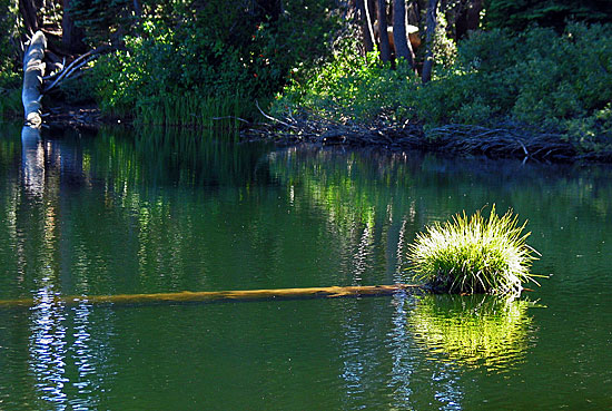 Floating Toothbrush