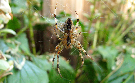 Garden Spider