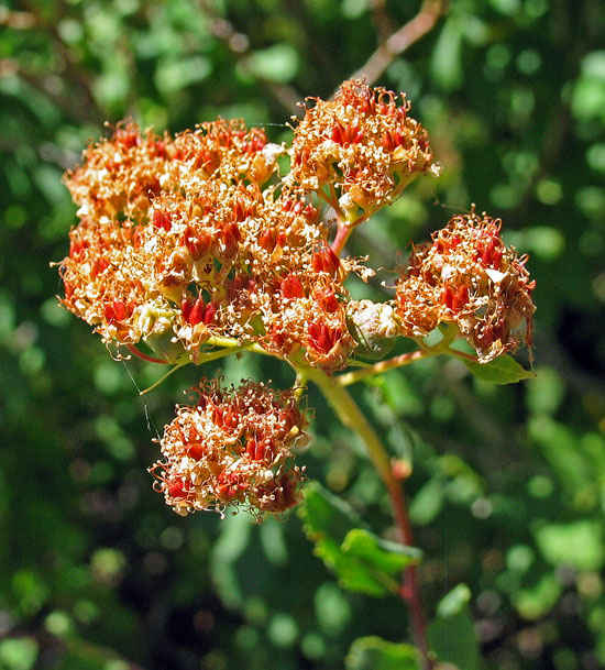 Lace Red Flowers