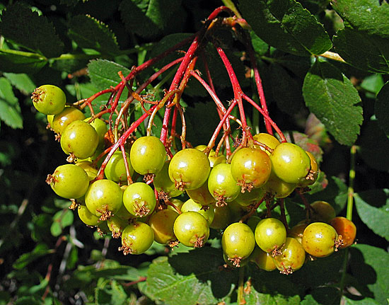 Mountain Berries