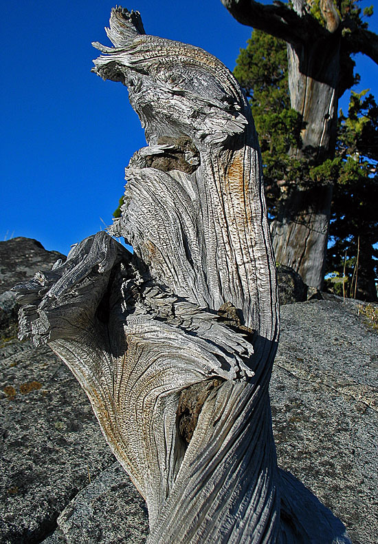 Twisting Stump