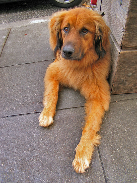 Hairy Dog Waiting at the Cafe