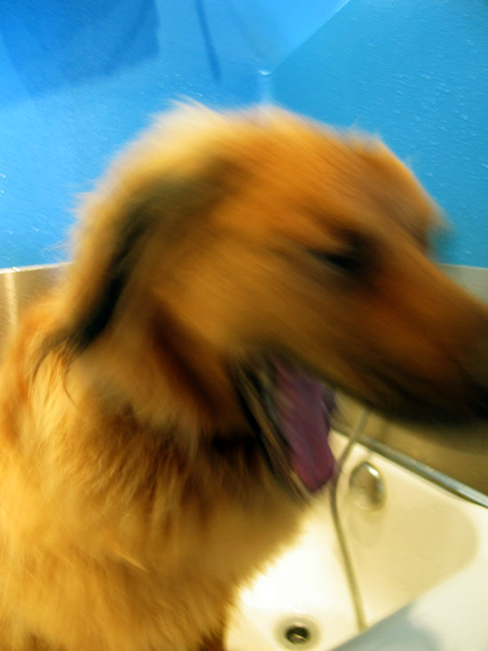 Aaahh!!! Dog Bath!!!