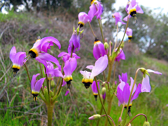 Dodecatheon Hendersonii