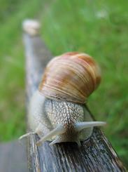 Italian Snail