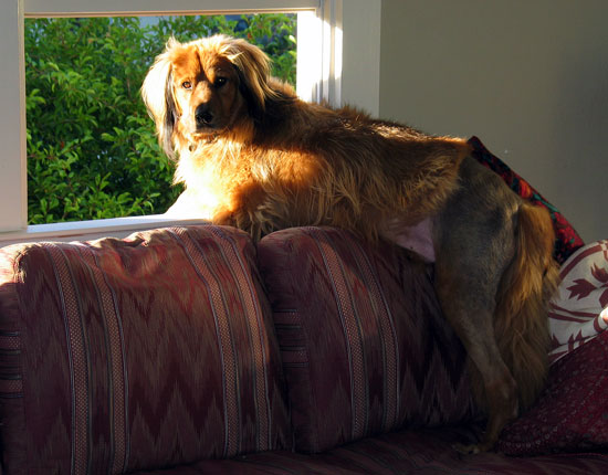 Hairy Dog at the Window