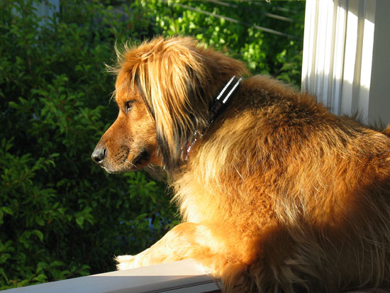 Hairy Dog at the Window