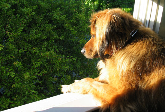 Hairy Dog at the Window