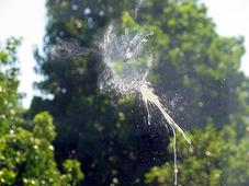 Bird Meets Glass