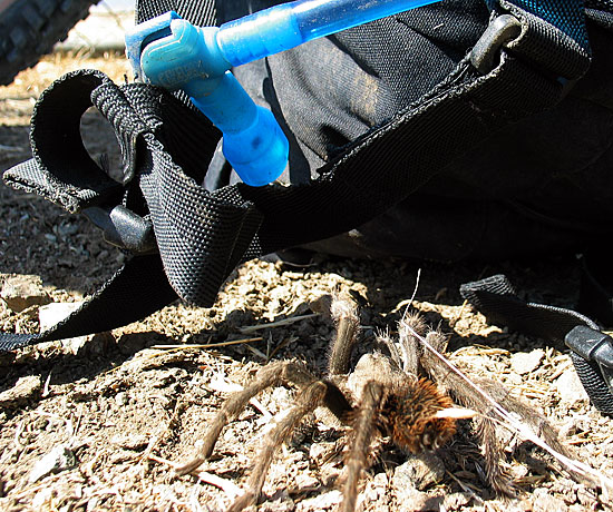 Camelbak Spider