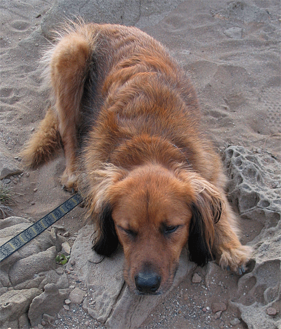 Hairy Dog 3D