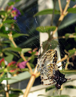 Spider Meal