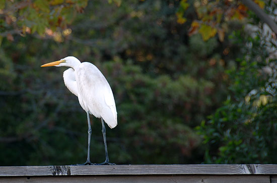 Great White Heron