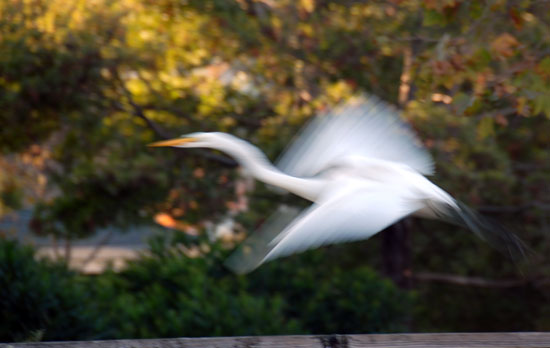 Great White Heron