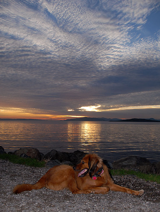 A Hairy Dog Golden Gate Sunset - Point Isabel [f/5.0 | ISO100 | 18.0mm]