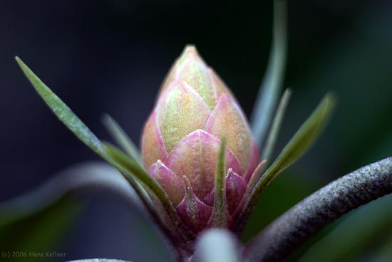 Rhododendron Bud - North Carolina