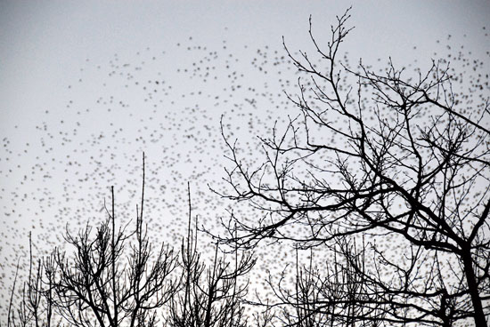 Dusk Flock of Birds