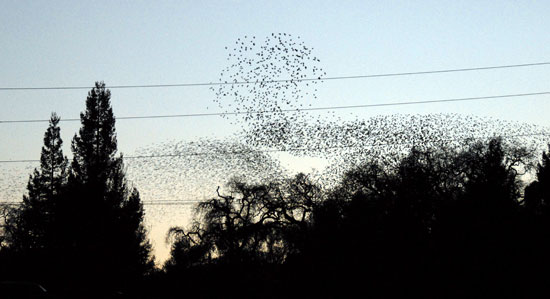 Dusk Flock of Birds