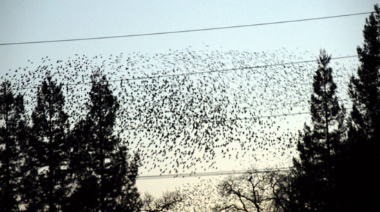 Dusk Flock of Birds