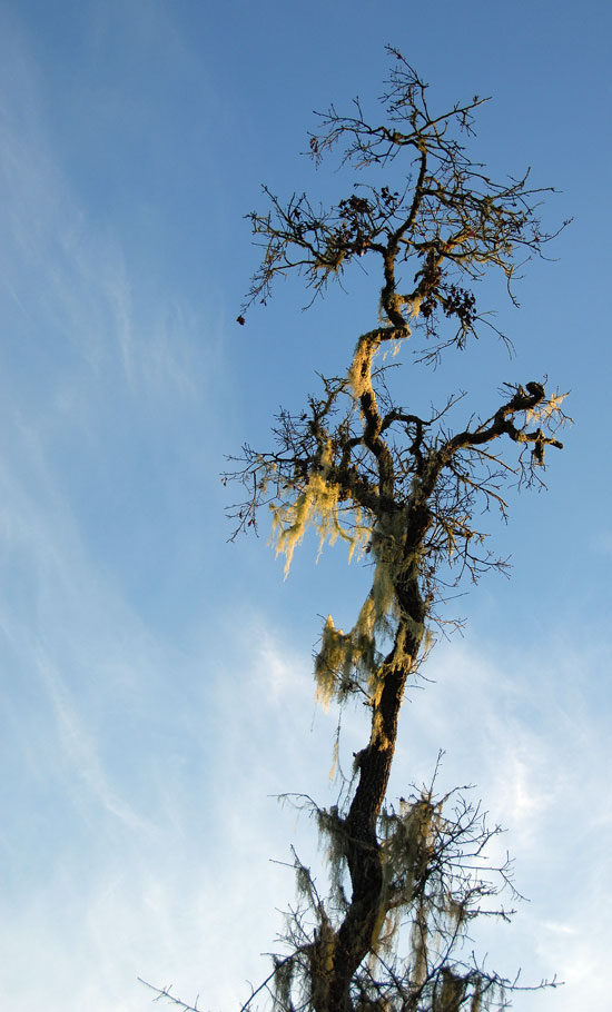 Sunrise Lichen Tree [f4, 1/500, ISO200]