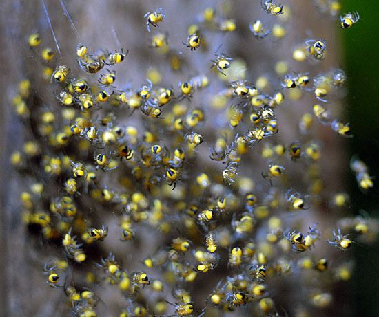 Yellow Baby Spiders