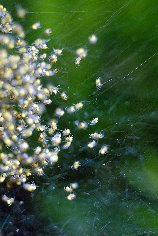 Yellow Baby Spiders