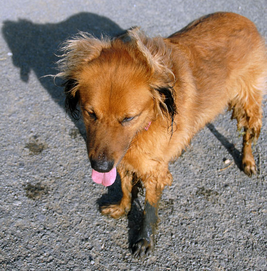 Hairy Dog and Muck at Point Isabel