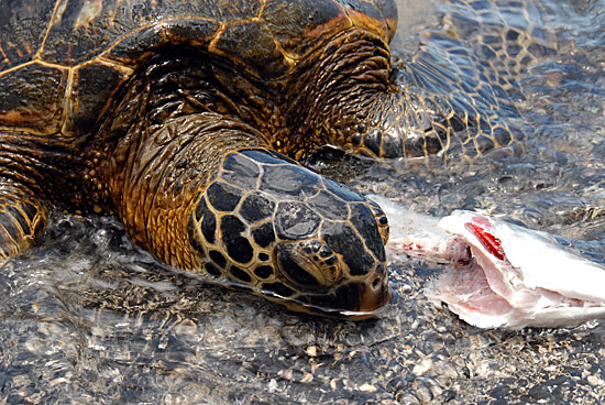 Sea Turtle snacking on fish head.