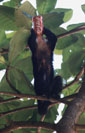 Manuel Antonio National Park, Costa Rica - White-faced monkey steals a drink (49K)