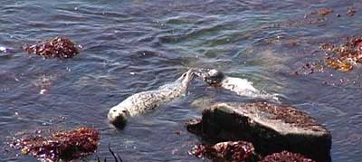 Harbor Seal Pup Ride Video