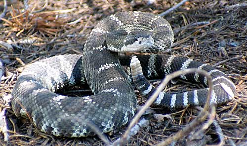 Northern Pacific Rattlesnake Video