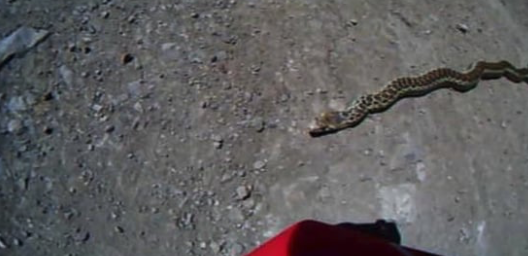 Marin Gopher Snake Video