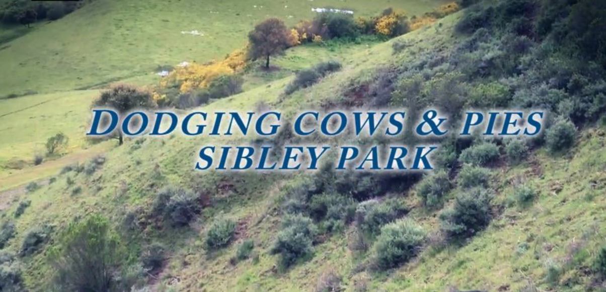 Sibley Cows and Pies