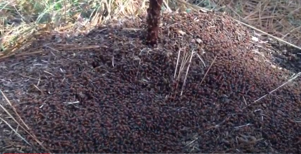 Swarming Ants Video